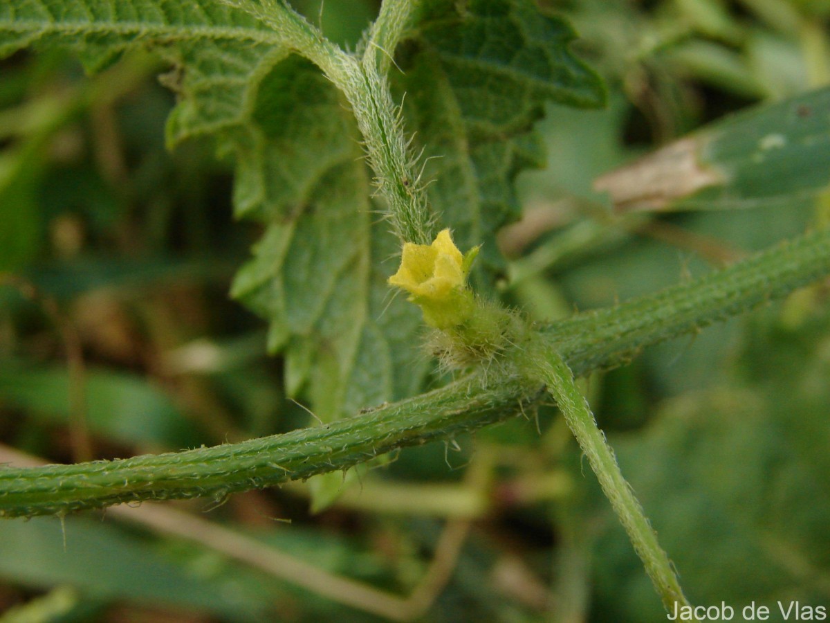 Cucumis maderaspatanus L.